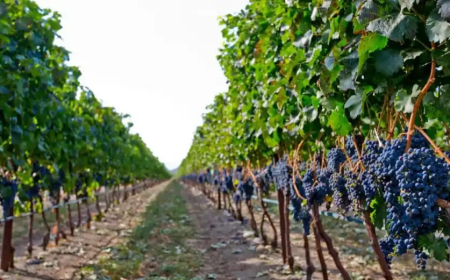 الجزائر الثانية عربيا في إنتاج هذه الفاكهة