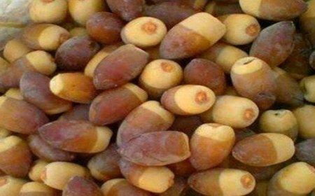 التمر المبكر "المنقر'' في السوق 