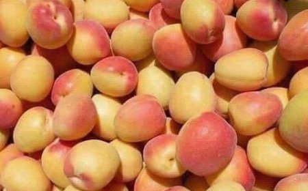 "مشمش باتنة" يصنع الحدث