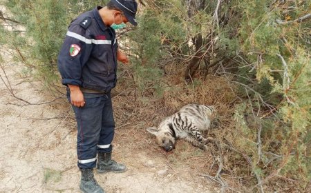الطارف: العثور على حيوان "الضبع " ميتا بغابة أم الطبول 
