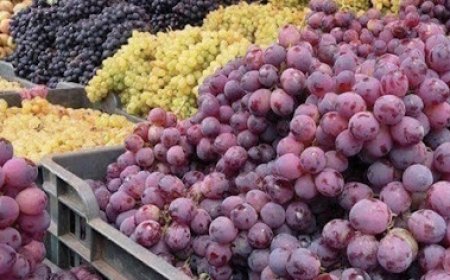 إنزال كبير للعنب للأسواق