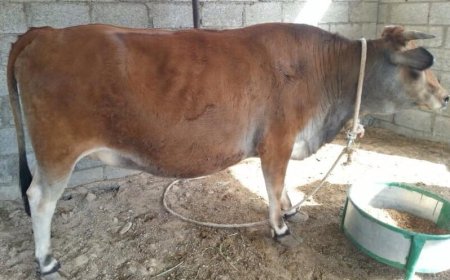 جيجل:  مجهولون يقتحمون اسطبلا ويستولون على بقرتين بالقنار