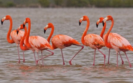 طائر النحام الوردي في أم البواقي