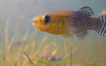 العثور على سمكة مهددة بالانقراض 