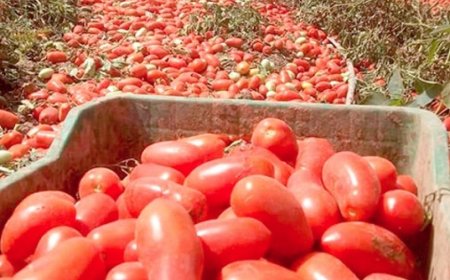 انطلاق موسم جني محصول الطماطم الصناعية بقالمة