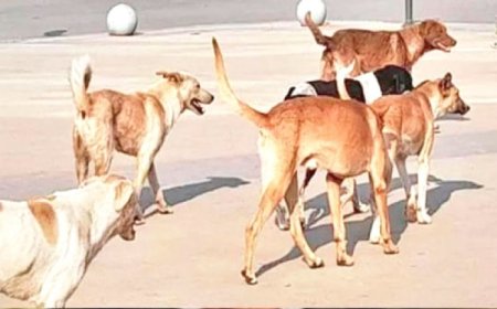 الضوضاء والكلاب الضالة تؤرق سكان سطيف