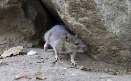 الجردان تغزو احياء بوخضرة 3 