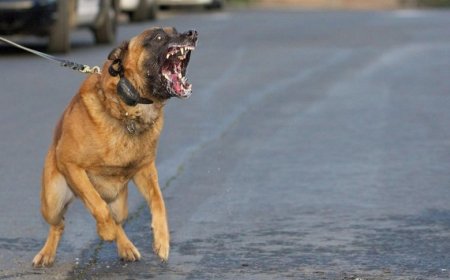 ممنوع تربية والتجول لكل انواع الكلاب الضارية عبر اقليم مدينة الطارف