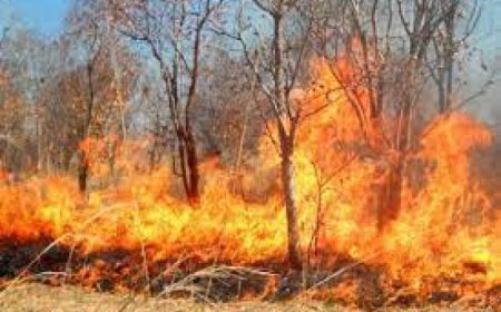 إتلاف 11 هكتارا من الغابات في 192 حريقا بجيجل 