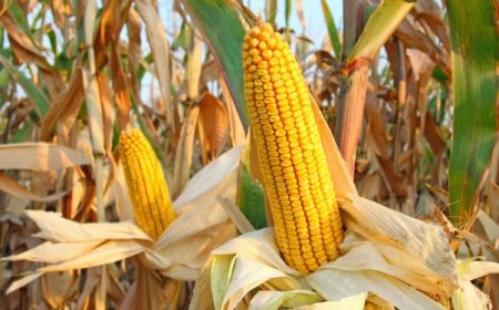 الحكومة تستهدف الاكتفاء الذاتي من الذرة الصفراء