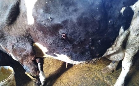 تفشي مخيف لمرض إلتهاب الجلد العقدي وسط قطعان الأبقار بجيجل