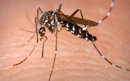 انتشار الناموس يؤرق سكان بلدية سيدي عمار