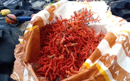 تحقيق نحو 167 مليون دج سنويا بعد إعادة استغلال المرجان  