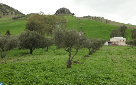 حقول الحمضيات مهددة بالتلف بعد قطع مياه السقي على الفلاحين بعنابة والطارف