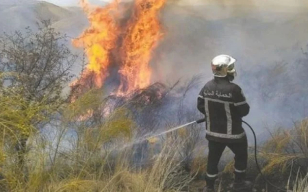 تسجيل عدة حرائق  تمس الغطاء النباتي   باقليم ولاية قالمة