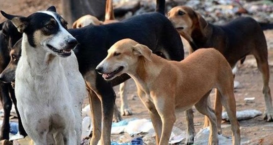 حملة على الكلاب الضالة بالبوني