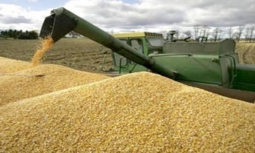 قالمة: جمع ما يقارب 01 مليون و 800 ألف قنطار من  الحبوب  والحملة متواصلة