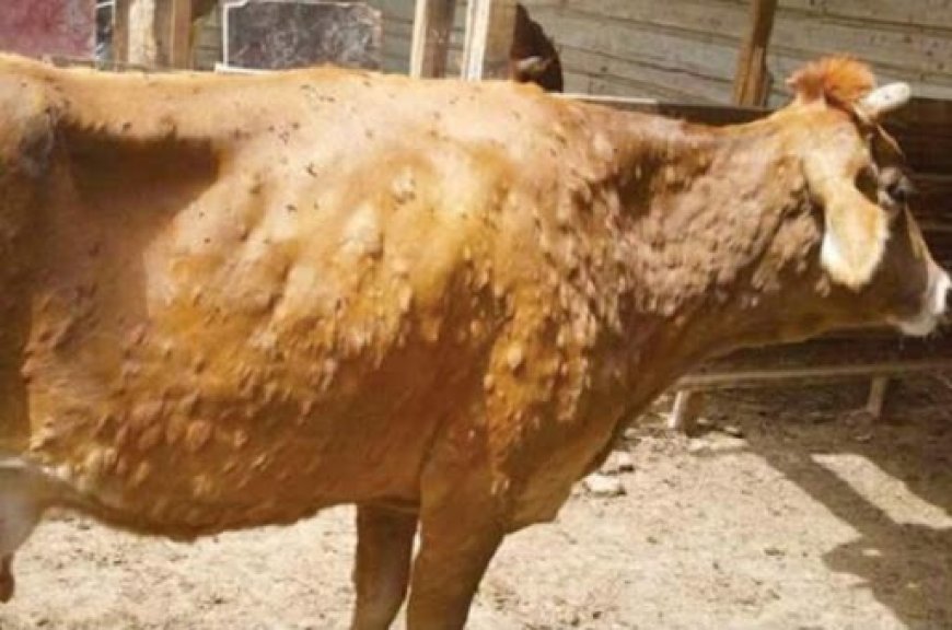 نفوق أكثر من 50 رأسا من البقر بسبب مرض إلتهاب الجلد العقدي بجيجل 