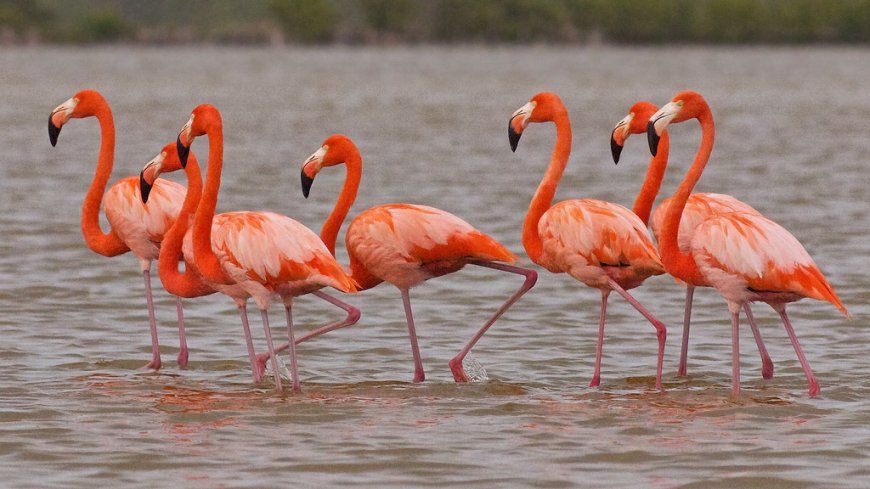 طائر النحام الوردي في أم البواقي