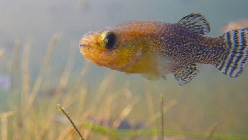 العثور على سمكة مهددة بالانقراض 