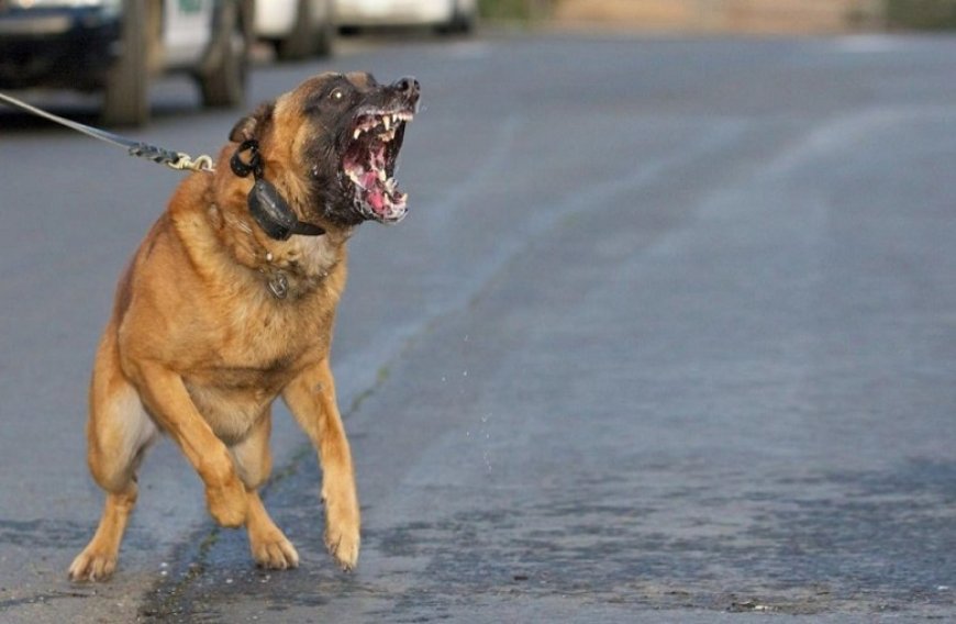 ممنوع تربية والتجول لكل انواع الكلاب الضارية عبر اقليم مدينة الطارف