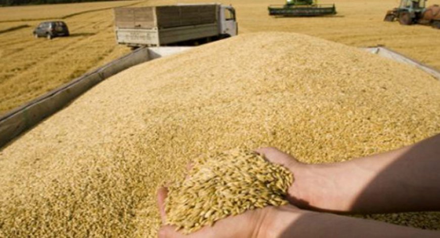  200 ألف قنطار حصيلة موسم الحصاد ببرج بوعريريج