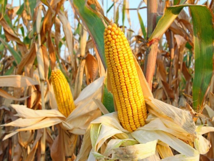 الحكومة تستهدف الاكتفاء الذاتي من الذرة الصفراء