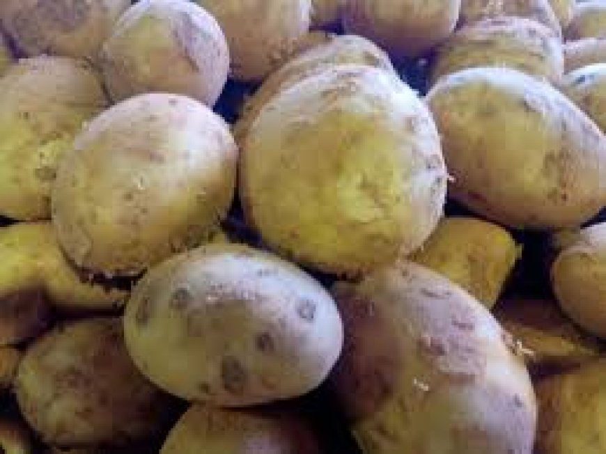 عنابة: بطاطا ذي نوعية رديئة تباع بالأسواق بأسعار تنافسية