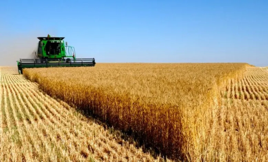 إعطاء إشارة انطلاق حملة الحصاد والدرس للموسم الفلاحي بصحراء تبسة