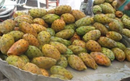 عنابة: بائعو التين الشوكي يحتكون أرصفة وسط المدينة 