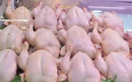 لحوم بيضاء: ضخ كميات معتبرة من المخزون لضمان استقرار الأسعار