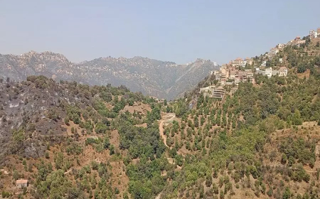 إخماد جميع حرائق الغابات في ولاية تيزي وزو