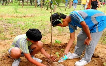 تخصيص غلاف مالي قدره 75 مليون دج للتشجير حتى آفاق 2030