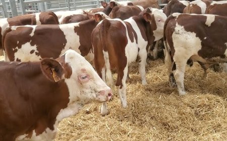 ام البواقي:  شرطة عين فكرون تضع حدا  لشخصين وتسترجع 10 عجول كانت محل سرقة