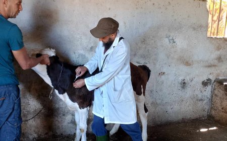 تلقيح 19 ألف رأس من الأبقار ضد مرض الحمّى القلاعية بجيجل 