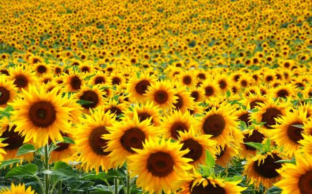 تخصيص أكثر من 1360 هكتار لزراعة دوار الشمس والذرة الحبية