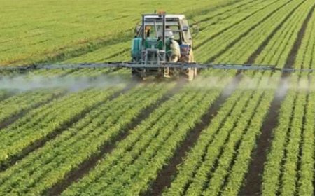 عرض أول تجربة لزراعة "التريتيكال" في الجزائر