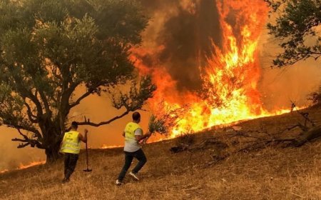 اندلاع عدة حرائق غابية في شرق البلاد
