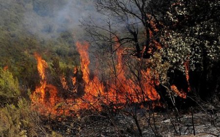 اندلاع حرائق غابية في 3 ولايات شرقية