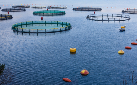 نحو رفع قيمة قروض الاستثمار في تربية المائيات