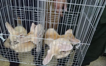 استرجاع 5 حيوانات من "الفنك الصحراوي" بالقل في سكيكدة