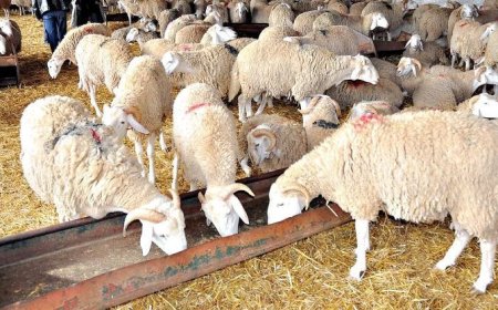   فتح أسواق الأغنام و الماعز