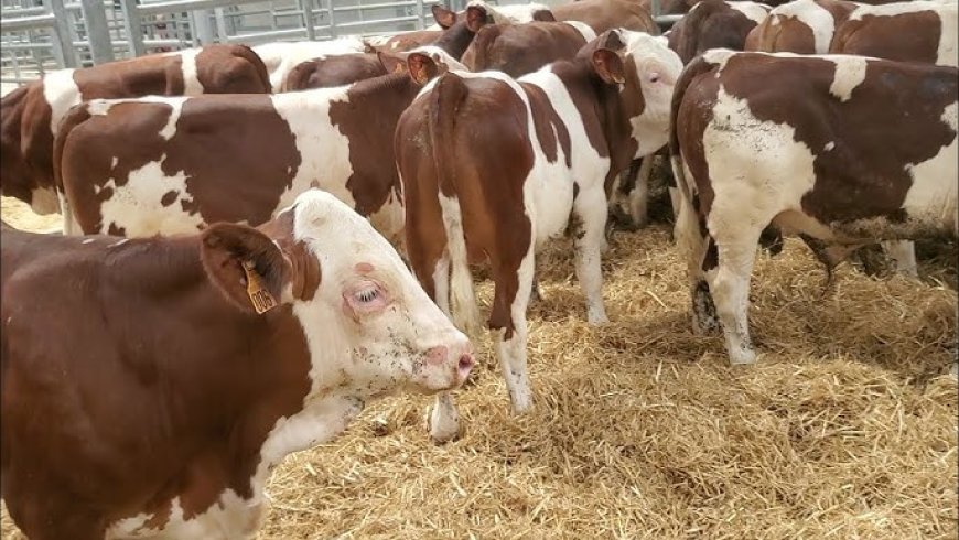 ام البواقي:  شرطة عين فكرون تضع حدا  لشخصين وتسترجع 10 عجول كانت محل سرقة