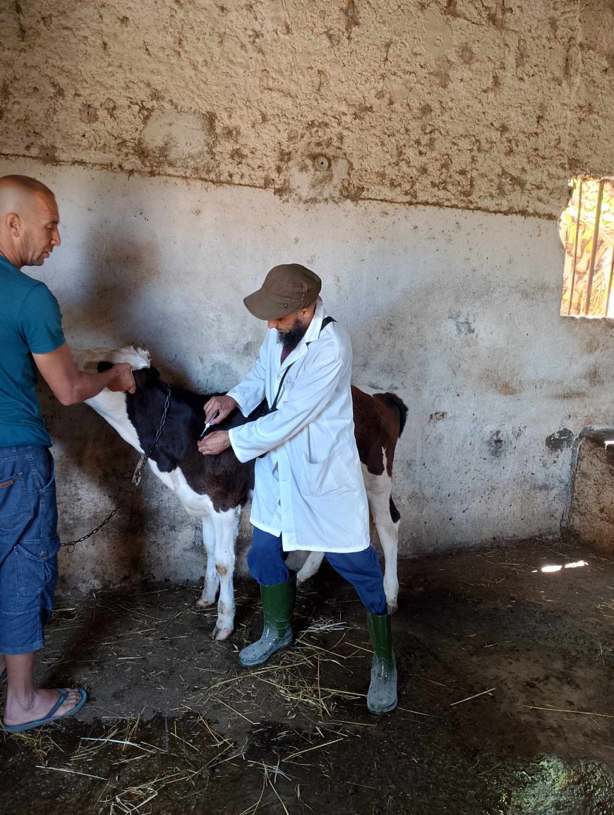 تلقيح 19 ألف رأس من الأبقار ضد مرض الحمّى القلاعية بجيجل 