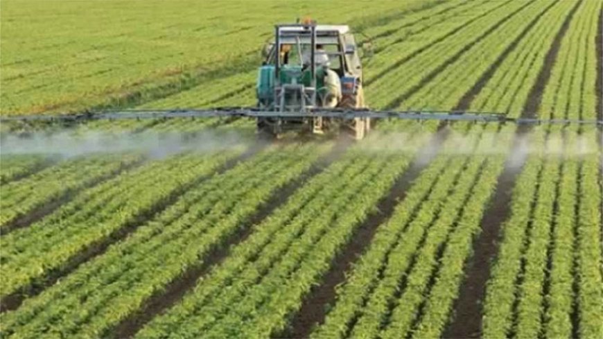 عرض أول تجربة لزراعة "التريتيكال" في الجزائر