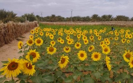 تخصيص 300 ألف هكتار من الأراضي الموجهة للزراعات الزيتية