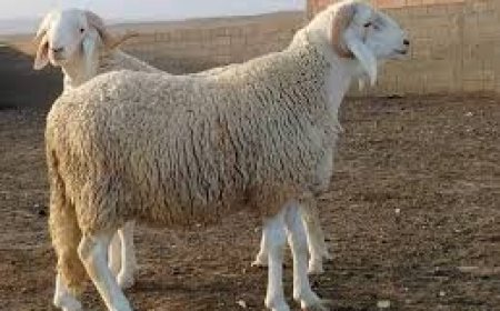 إنقاذ" سرب" من الماشية 