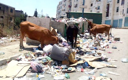  الأبقار تعود إلى سيدي عمار