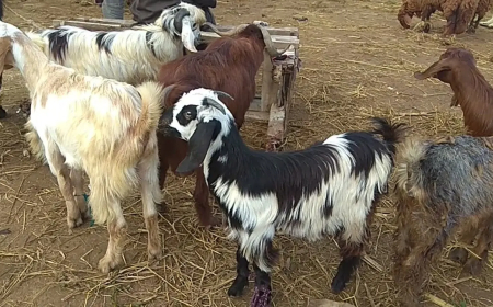 منع تجول "الماعز" بواد العنب 