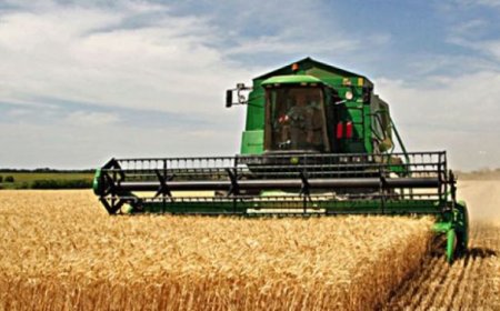 الجزائر تستهدف زراعة 1.6 مليون هكتار من القمح الصلب